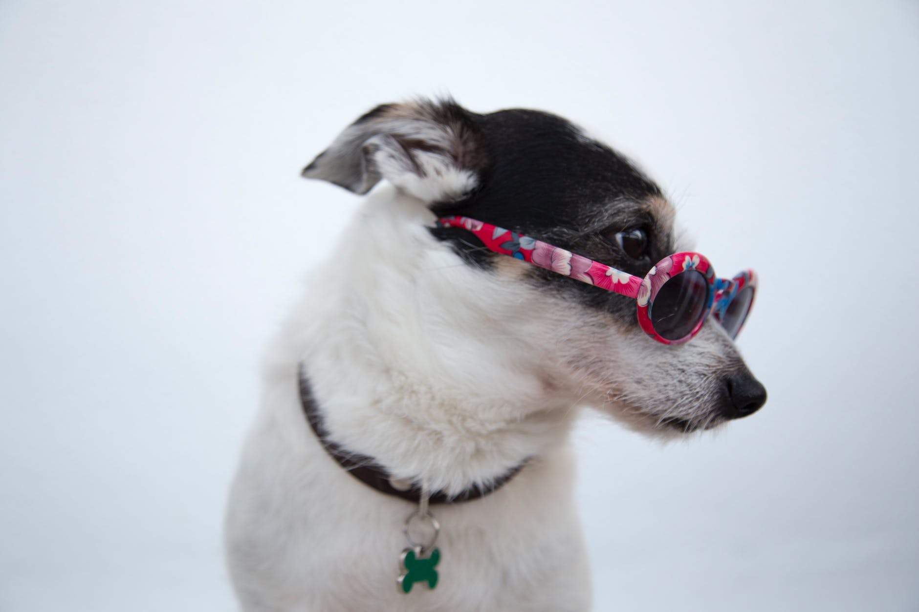 close up photo of dog wearing sunglasses